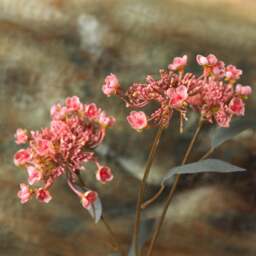 KALMIA LATIFOLIA 67cm - thumbnail 3