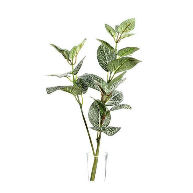Fittonia Spray 65cm