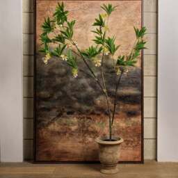 HAINAN ELAEOCARPUS BONSAI 130cm - thumbnail 3
