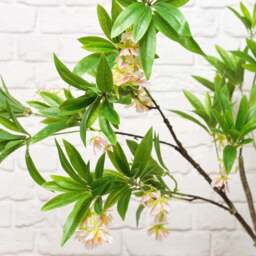 HAINAN ELAEOCARPUS BONSAI 130cm - thumbnail 2