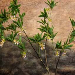 HAINAN ELAEOCARPUS BONSAI 130cm - thumbnail 4