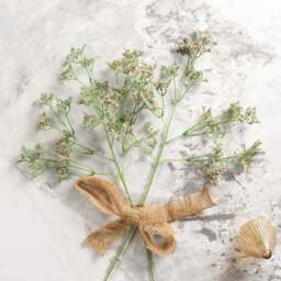 Gypsophila paniculata 68cm - thumbnail 2