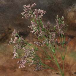 Gypsophila paniculata 68cm - thumbnail 4