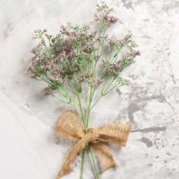 Gypsophila paniculata 68cm - thumbnail 1