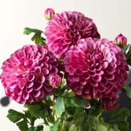 Pompon Dahlia Spray 68cm - thumbnail 3