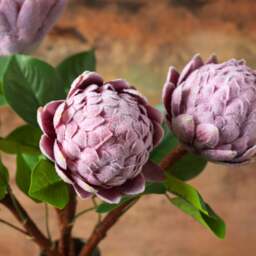 Protea Stem 45cm - thumbnail 2