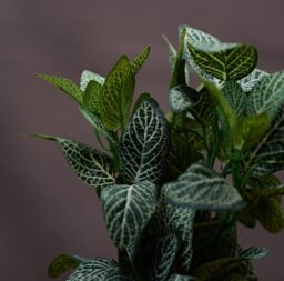 Artificial Fittonia Bush - thumbnail 3