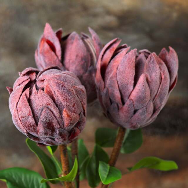 Protea Stem 73cm - image 1