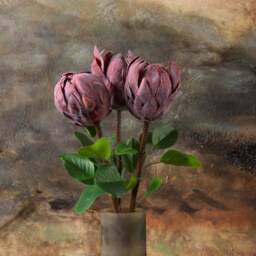 Protea Stem 73cm - thumbnail 2
