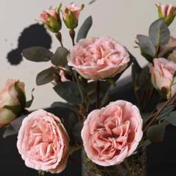 Camellia Japonica 51.5cm - thumbnail 2