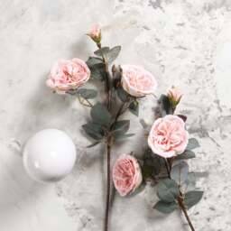 Camellia Japonica 51.5cm - thumbnail 1
