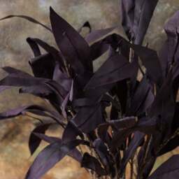 Autumnal Mango leaf spray 70cm - thumbnail 6