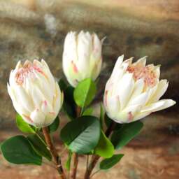 Protea Stem Open 68cm - thumbnail 4