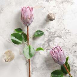 Protea Stem Open 68cm - thumbnail 1