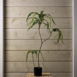 FERN BONSAI 90cm - thumbnail 4