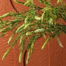 foxtail grass 104cm - thumbnail 5