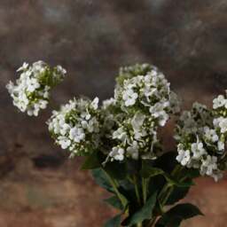 HYDRANGEA blooms 64cm - thumbnail 4