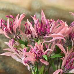 Gloriosa Lily spray 70cm - thumbnail 2