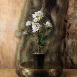 Cherry blossom Bonsai Tree 42cm - thumbnail 2