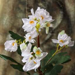Cherry blossom Bonsai Tree 42cm - thumbnail 3
