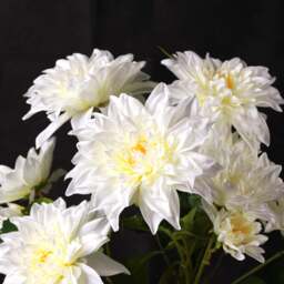 Waterlily Dahlia Spray 70cm - thumbnail 3