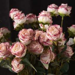 Rose 56cm - thumbnail 3