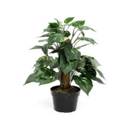 Potted Dieffenbachia 46cm