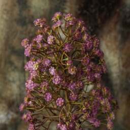 Mock lilac spear 80cm - thumbnail 2