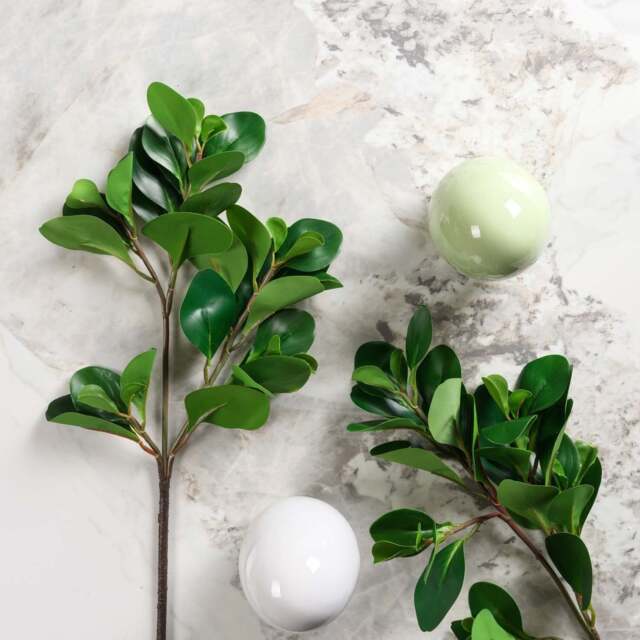 PEPEROMIA OBTUSIFOLIA 69cm - image 1