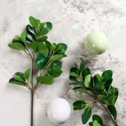 PEPEROMIA OBTUSIFOLIA 69cm - thumbnail 1