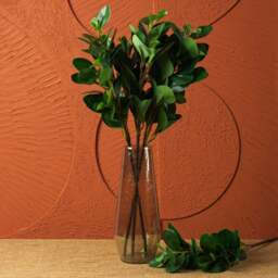 PEPEROMIA OBTUSIFOLIA 69cm - thumbnail 2