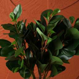 PEPEROMIA OBTUSIFOLIA 69cm - thumbnail 3