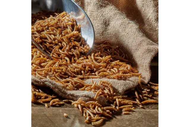High-Protein Dried Mealworms for Wild Bird Feeders - Wildlife-Friendly Garden Snack - image 1
