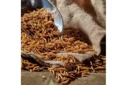 High-Protein Dried Mealworms for Wild Bird Feeders - Wildlife-Friendly Garden Snack - thumbnail 1