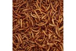 High-Protein Dried Mealworms for Wild Bird Feeders - Wildlife-Friendly Garden Snack - thumbnail 3