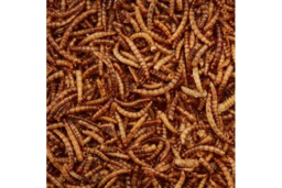 High-Protein Dried Mealworms for Wild Bird Feeders - Wildlife-Friendly Garden Snack - thumbnail 7