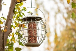 Squirrel-Proof Orbital Bird Feeder - Weather-Resistant Steel, Peanut Holder, Songbird-Friendly - thumbnail 2