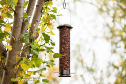 Weather-Resistant Peanut & Sunflower Heart Bird Feeder - Brassed Steel, Songbird-Friendly - thumbnail 6