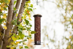 Weather-Resistant Peanut & Sunflower Heart Bird Feeder - Brassed Steel, Songbird-Friendly - thumbnail 2