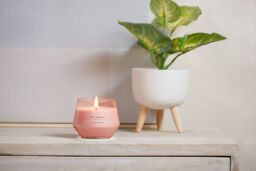 Pink Sands Candle Studio Collection Candle Yankee Candle, 10cm x 8cm - Fresh & Clean - thumbnail 6