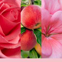 Fresh Cut Roses Candle Original Large Jar Candle Yankee Candle, Pink, 10.7cm x 16.8cm - Floral - thumbnail 3