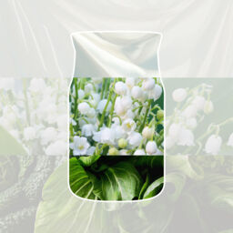 Clean Cotton Candle Yankee Candle, White - Fresh & Clean - thumbnail 3