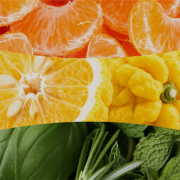 Tangerine & Citron Candle WoodWick, Orange - Fruity & Citrus - thumbnail 3