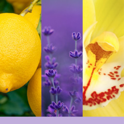 Lemon Lavender Candle Original Large Jar Candle Yankee Candle, Purple, 10.7cm x 16.8cm - Citrus - thumbnail 3