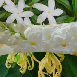 Solar Orchid Candle WoodWick, Yellow - Floral - thumbnail 3