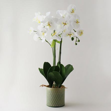 Artificial Orchid Cream in Diamond Pot 70cm White