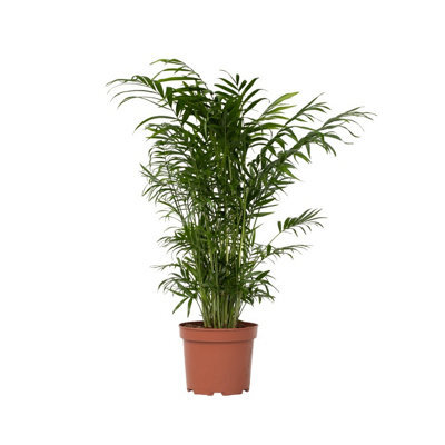 Chamaedorea elegans plant in a 17cm pot. Parlour Palm. 60-70cm tall. main image 1