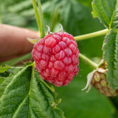 Primocane Raspberry Best Marshalls Garden Thornless Raspberry 'joan J' Compact, High-Yield ...