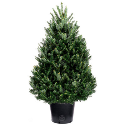 2Ft Fraser Fir Pot Grown Christmas Tree - Real Living Potted Plant by B ...