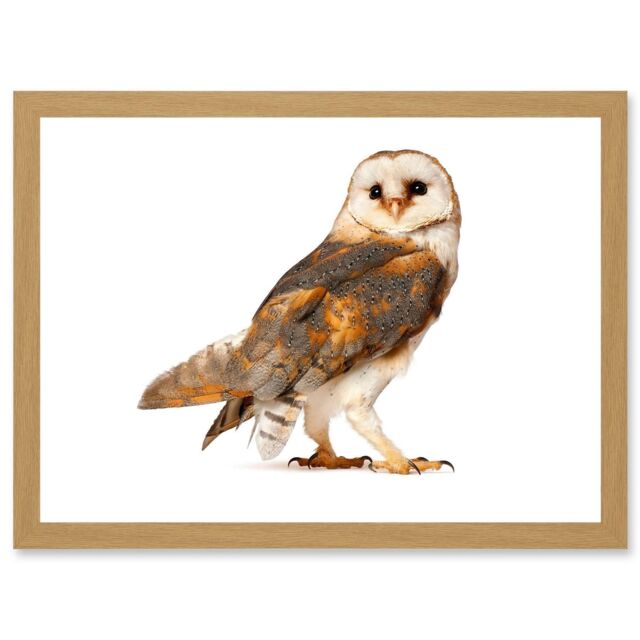 Artery8 Photo Barn Owl Alba Bird Of Prey Artwork Framed Wall Art Print ...
